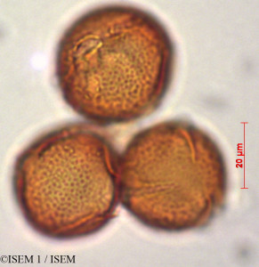 ISEM 1/Clusia_thurifera_29327/Clusia_thurifera_29327_0001(copy)_thumb.jpg
